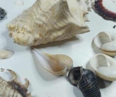 Голяма морска колекция + седефен Наутилус