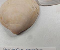 Голяма морска колекция + седефен Наутилус - 2