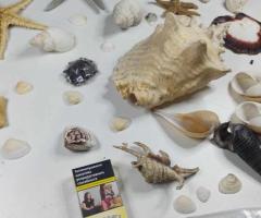 Голяма морска колекция + седефен Наутилус - 3