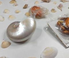 Голяма морска колекция + седефен Наутилус - 4