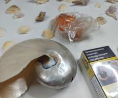 Голяма морска колекция + седефен Наутилус - 5