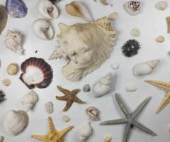 Голяма морска колекция + седефен Наутилус - 6