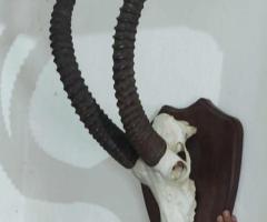 Уникален трофей!!! Много рядък ловен трофей