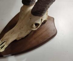 Уникален трофей!!! Много рядък ловен трофей - 2