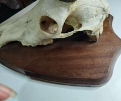 Уникален трофей!!! Много рядък ловен трофей - 3