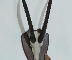 Уникален трофей!!! Много рядък ловен трофей - 4