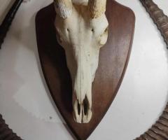 Уникален трофей!!! Много рядък ловен трофей - 5