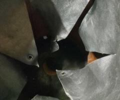 Много стара шапка от естествена кожа и метална кокарда - 6